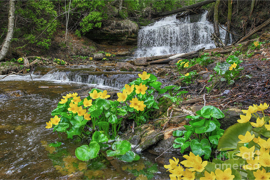 Wagner Falls And Marsh Marigolds -3207 Photograph by Norris Seward