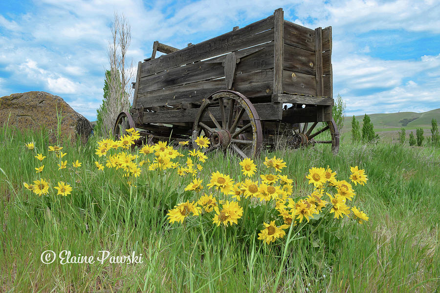 Wagon  Photograph by Elaine Pawski