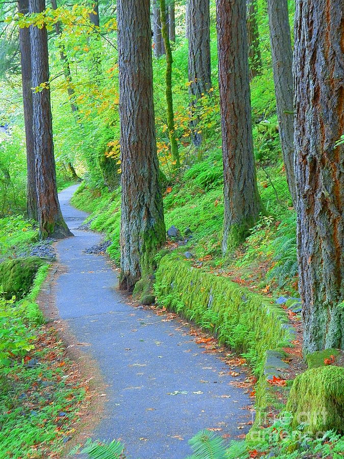 Wahkeena Falls Loop Trail Columbia River Gorge National Scenic Area ...