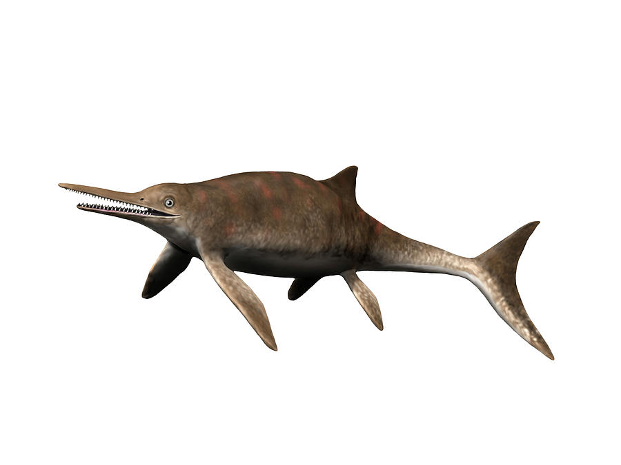 Wahlisaurus Massarae, Ichthyosaur Photograph by Nobumichi Tamura - Pixels