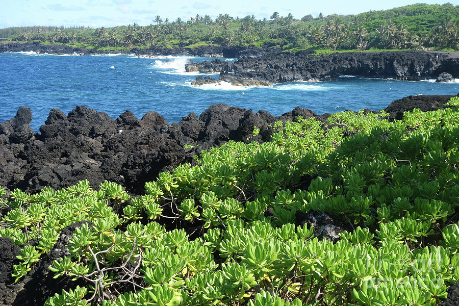 Waianapanapa State Park by Wilko Van de Kamp Waianapanapa State Park by Wilko Van de Kamp