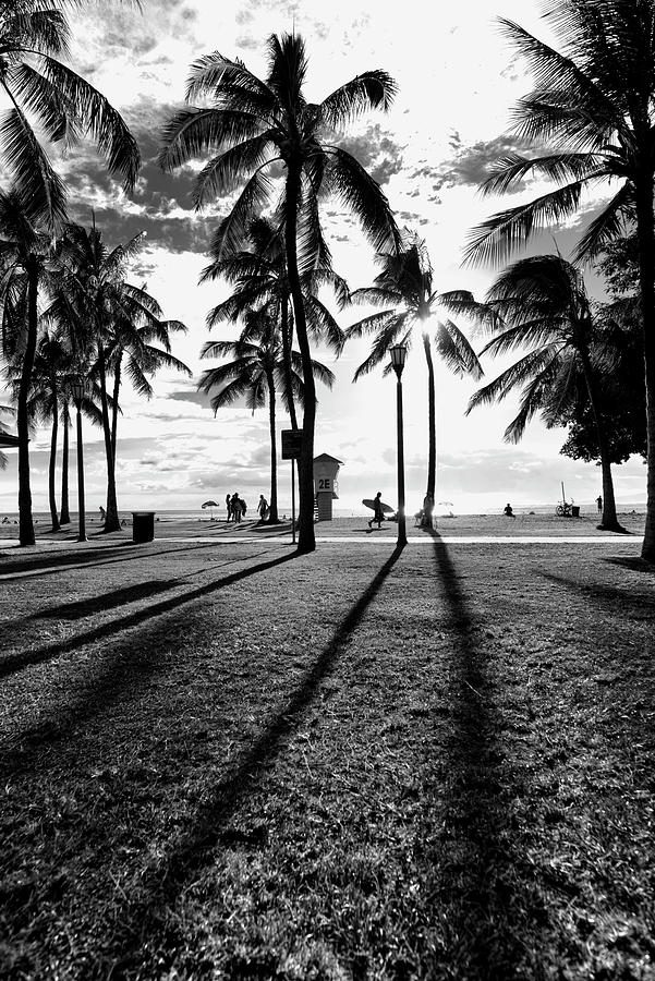 Waikiki Palm Shadows Photograph by Sean Davey