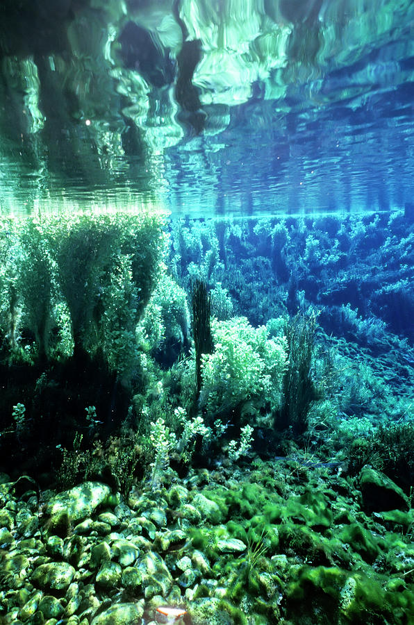 Waikoropupu Springs, South Island, New Zealand Photograph by Tui De Roy ...