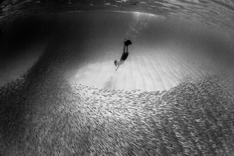 Nature Photograph - Waimea Fish Dive by Sean Davey