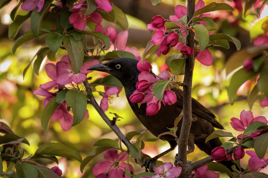 Waiting Behind the Blooms by Scott Bean Waiting Behind the Blooms by Scott Bean