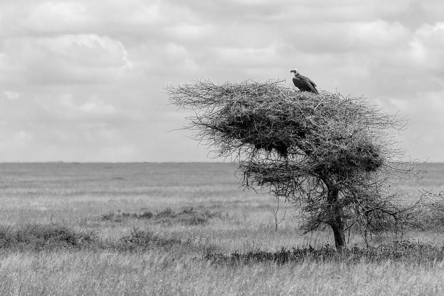 Vulture Photograph - Waiting by Eiji Itoyama