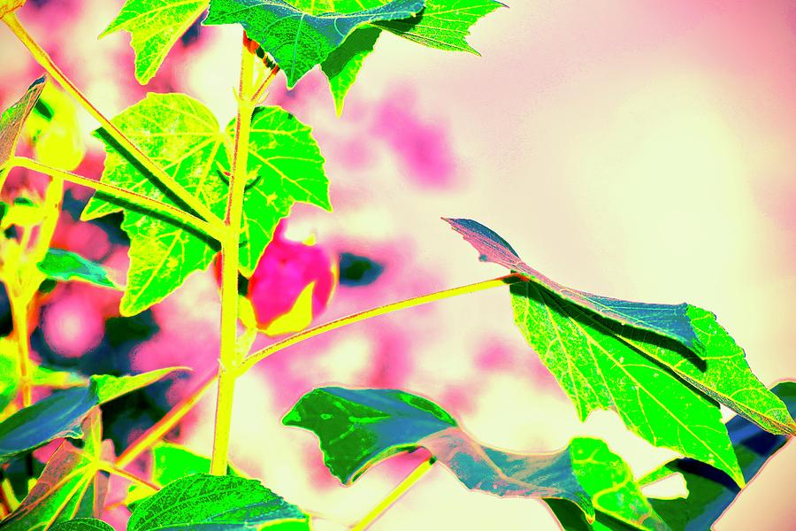 Where is the Hummingbird Photograph by Debra Grace Addison