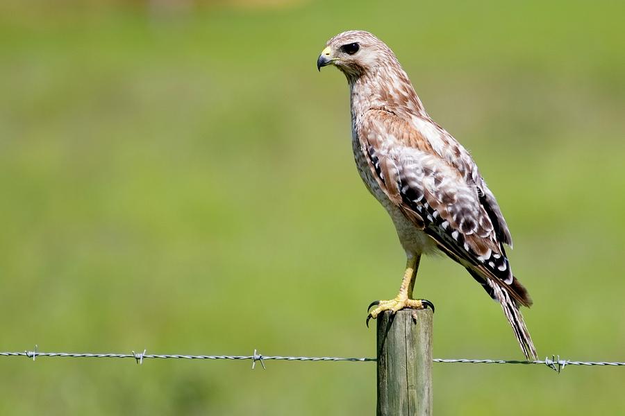 Waiting for a Meal Florida Red-Shouldered Hawk Photograph by T Lynn Dodsworth