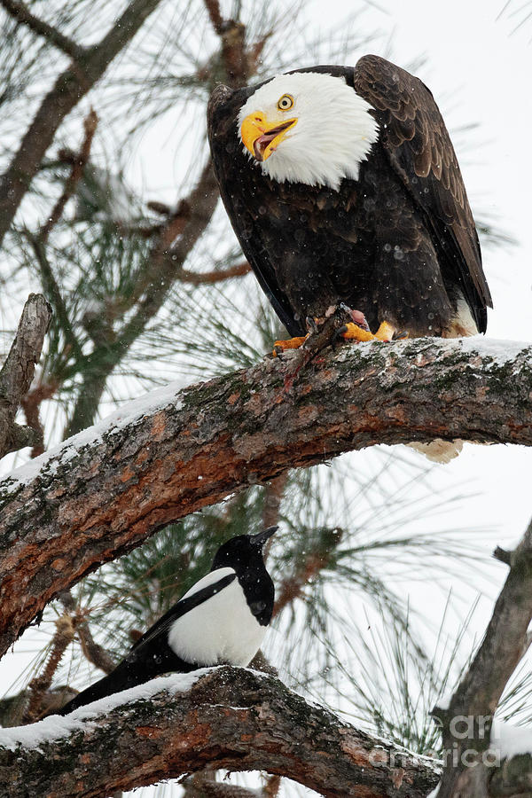 Eagle Photograph - Waiting for Leftovers by Michael Dawson