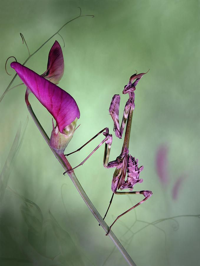 Flower Photograph - Waiting For Prey by Jimmy Hoffman