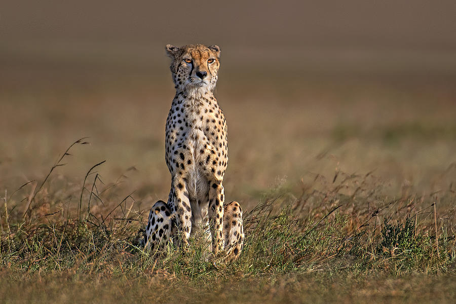 Wildlife Photograph - Waiting For Prey by Xavier Ortega