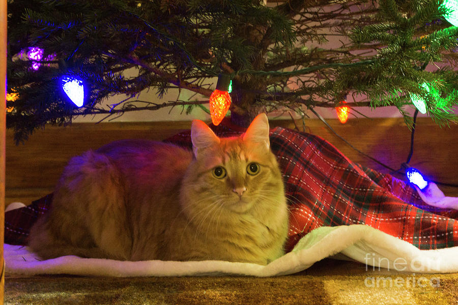 Waiting For Santa by Randall Saltys Waiting For Santa by Randall Saltys