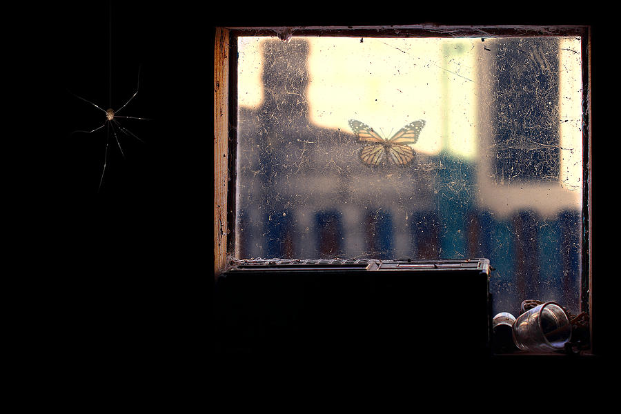 Spider Photograph - Waiting For The Right Moment... by Dmitry Saltykov