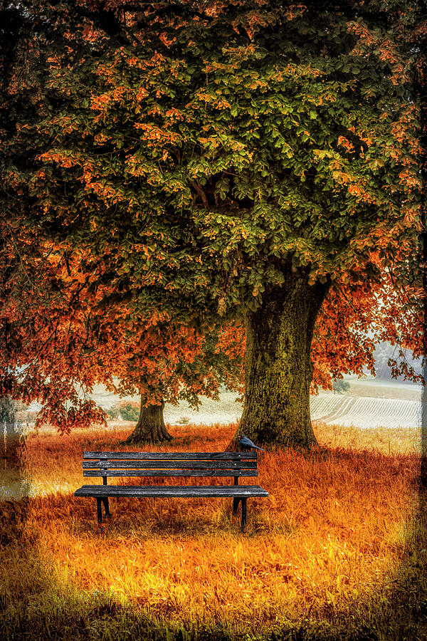 Waiting for You in Autumn Photograph by Debra and Dave Vanderlaan