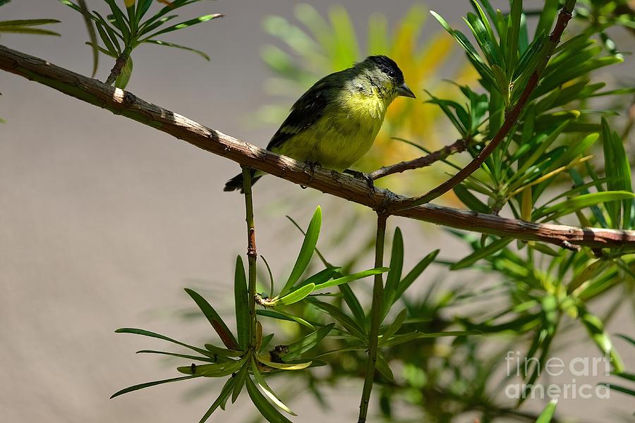 Finch Photograph - Waiting for you by Inez Ellen Titchenal