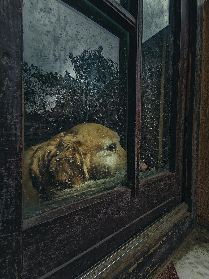 Animal Photograph - Waiting Game by Koki Jovanovic