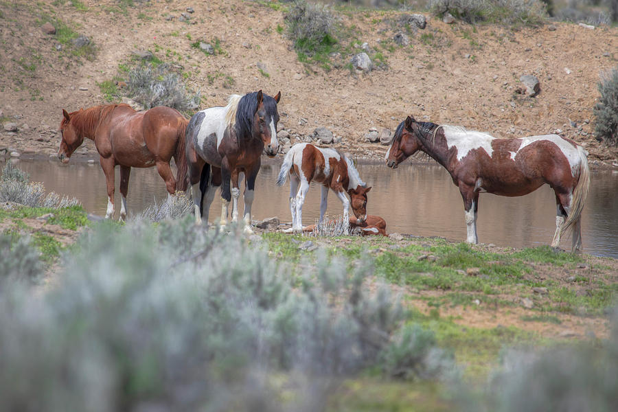 Wake Up and Play with Me - South Steens Mustangs 01006 Photograph by Kristina Rinell