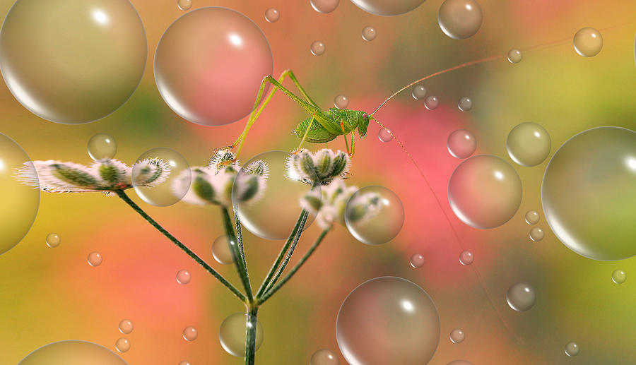 Nature Photograph - Waking Up To A Rain Of Dew... by Thierry Dufour