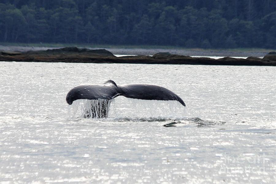 Whale Tail 3 Ora Whale Alaska  Photograph by Diane Lesser