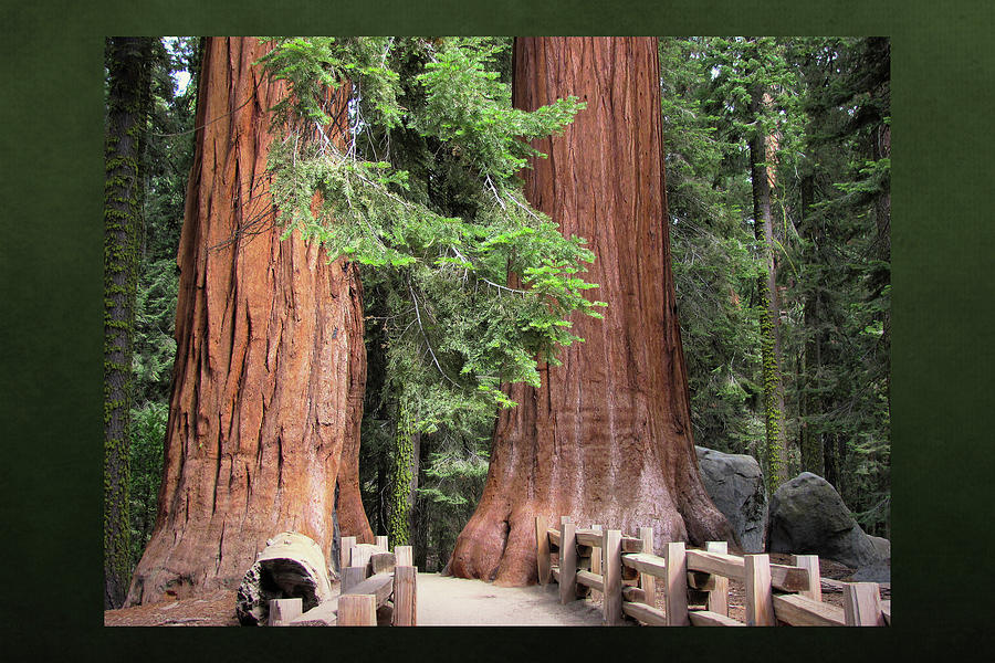 Sequoia National Park Photograph - Walk Among the Giants by Donna Kennedy