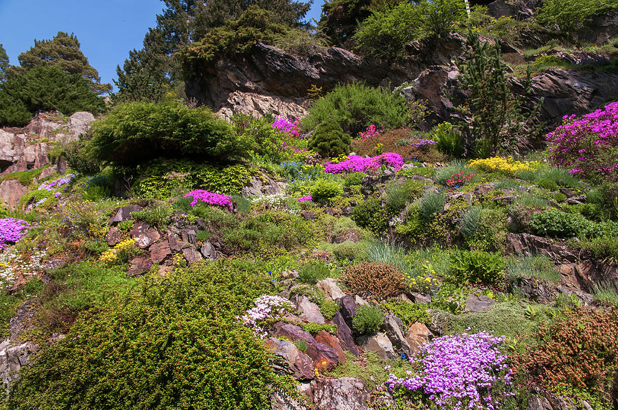 Walk in Spring Eden. Alpine Garden 1 Photograph by Jenny Rainbow