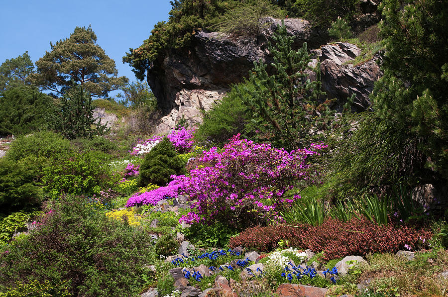 Walk in Spring Eden. Alpine Garden 3 Photograph by Jenny Rainbow