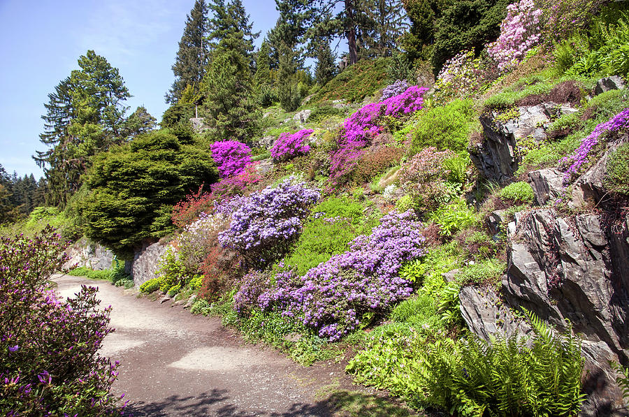 Walk in Spring Eden. Blooming Alpine Garden Photograph by Jenny Rainbow