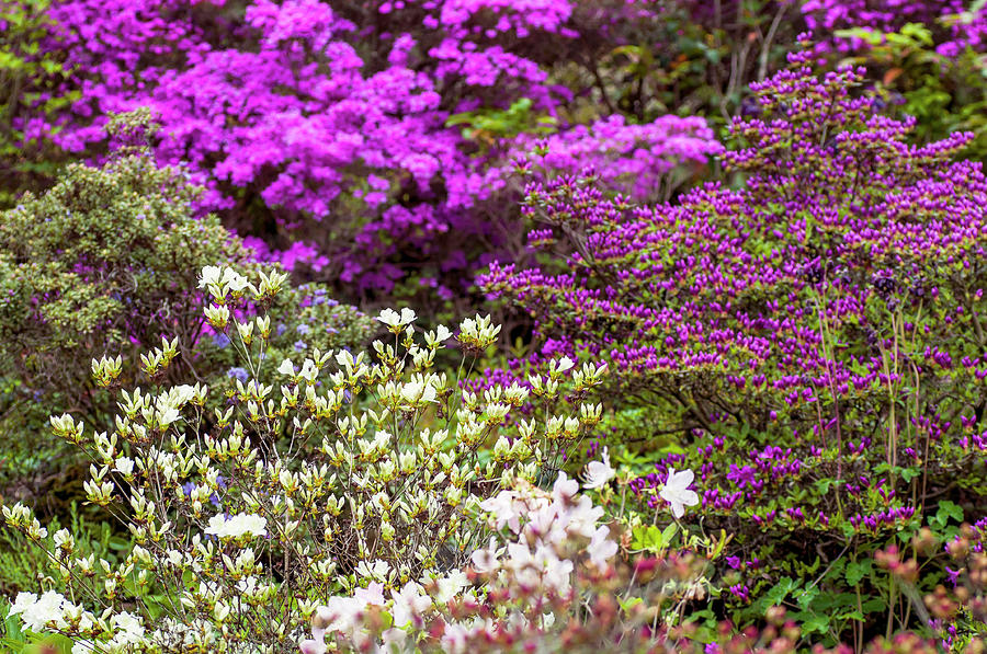 Walk In Spring Eden. Blooming Rhododendrons Photograph