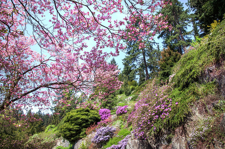 Walk in Spring Eden. Dogwood Tree Blossom 2 Photograph by Jenny Rainbow