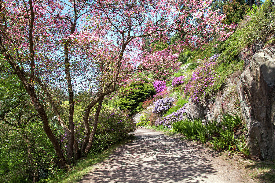 Walk in Spring Eden. Dogwood Tree Blossom Photograph by Jenny Rainbow