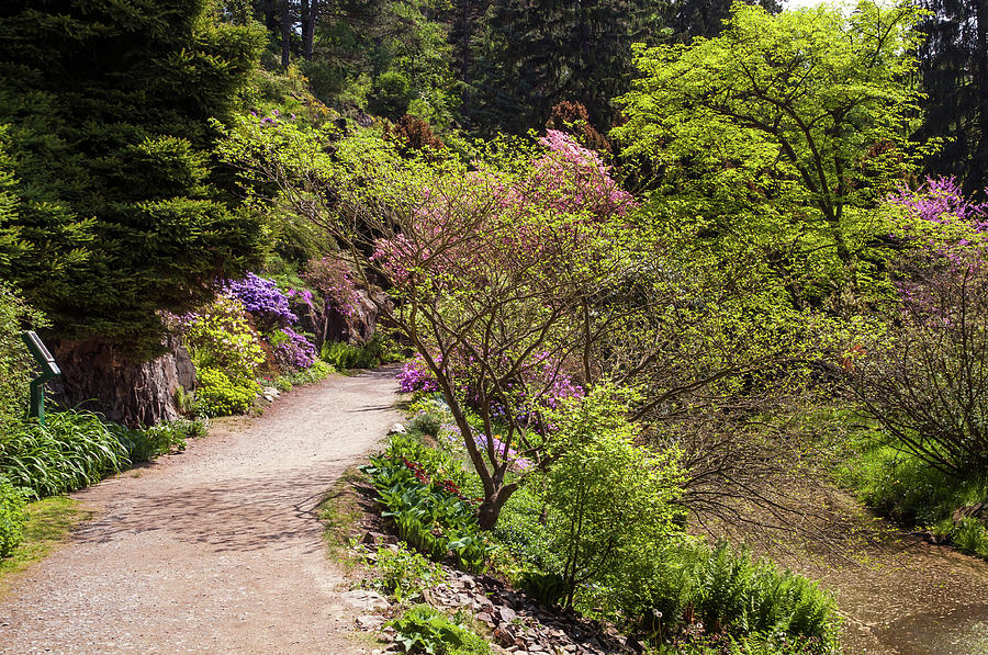 Walk in Spring Eden. Fresh Greenery Photograph by Jenny Rainbow