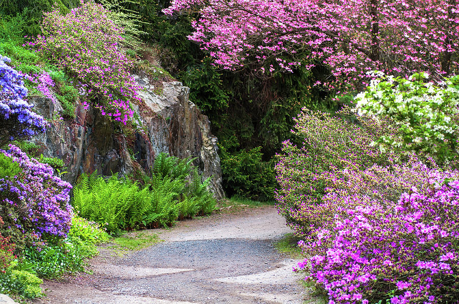Walk In Spring Eden. Pink Blooms Photograph