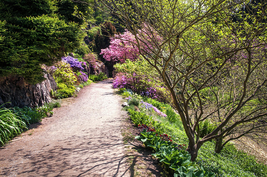 Walk in Spring Eden. Transparent Greenery Photograph by Jenny Rainbow