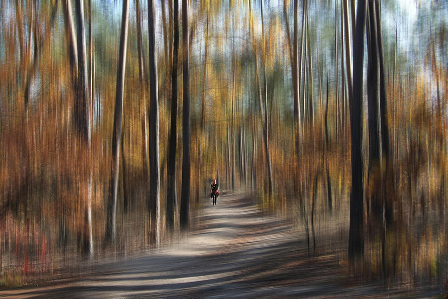 Walk In The Forest Photograph by Alexander Kiyashko