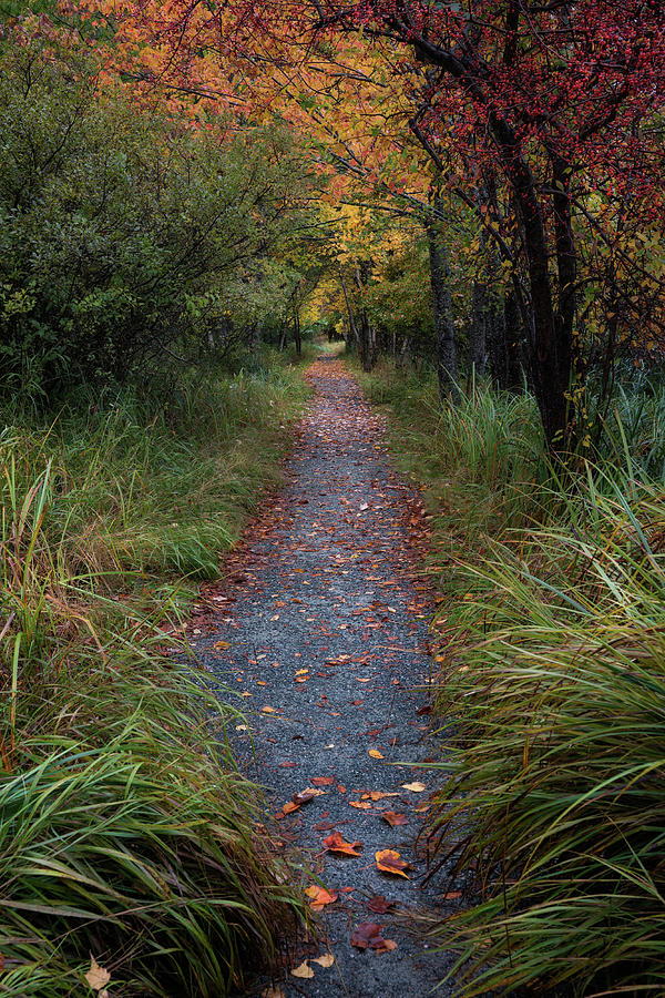 Walk in the Rain by Darylann Leonard Walk in the Rain by Darylann Leonard