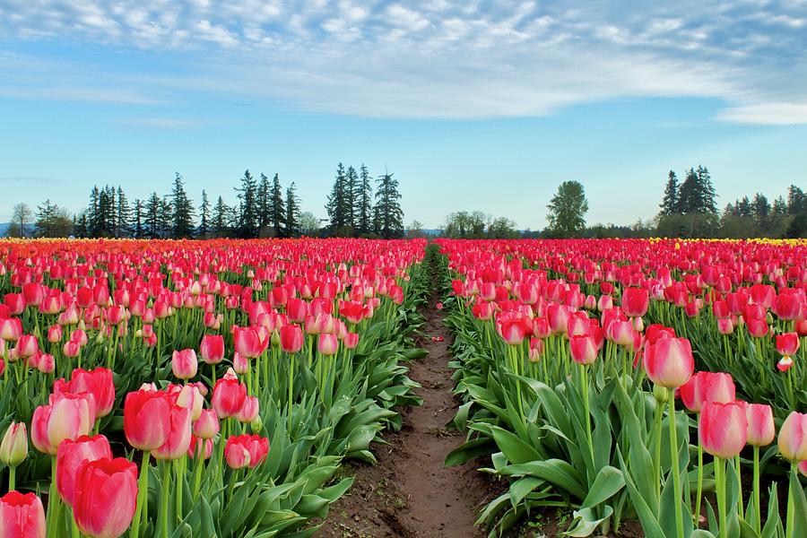 Walk In The Tulips Photograph by Brian Eberly