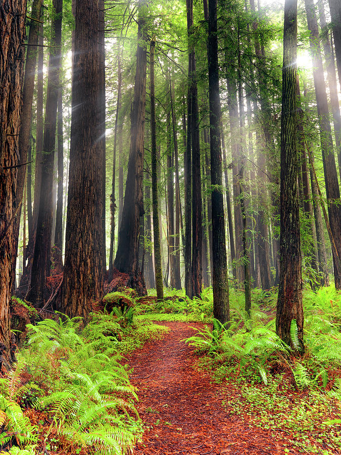 Redwood National Park Photograph - Walk in the Woods by Leland D Howard