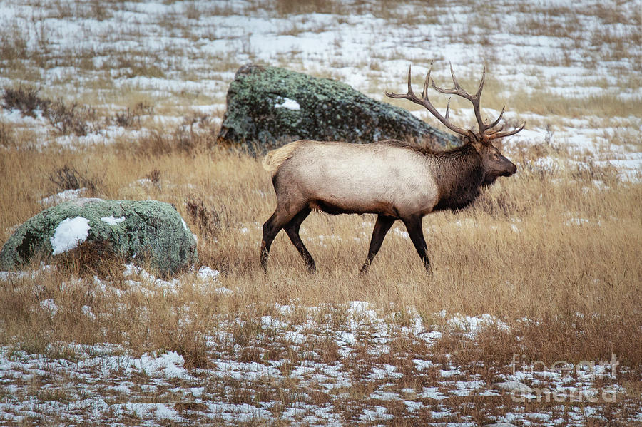 Bull Elk Walking Photograph