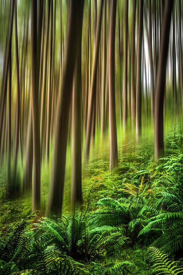 Walk Softly in the Forest Dreamscape Photograph by Debra and Dave Vanderlaan