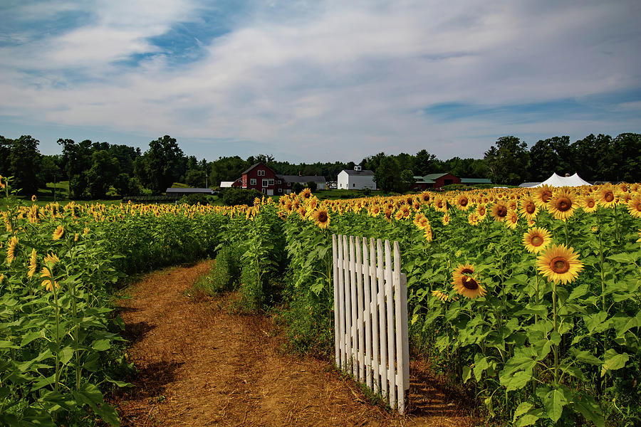 Summer Photograph - Walk through the Sunflowers by Jeff Folger