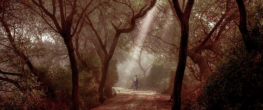 Nature Photograph - Walk With Nature  by Manjot Singh Sachdeva