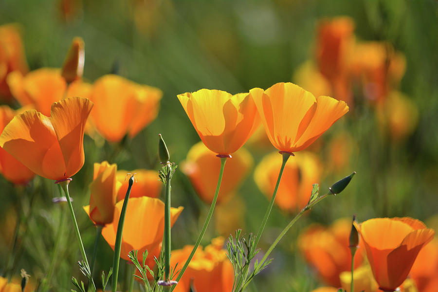 Walker Canyon California Poppies Photograph by Kyle Hanson