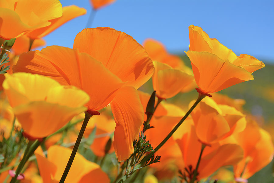 Walker Canyon Poppies Photograph by Kyle Hanson