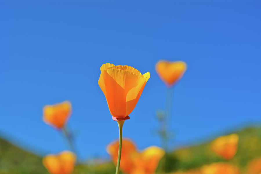 Walker Canyon Poppy Photograph by Kyle Hanson