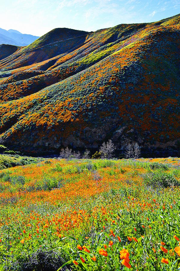 Walker Canyon Poppy Meadow Photograph