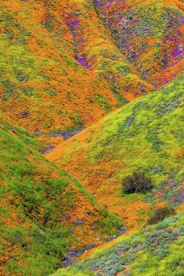 Walker Canyon Super Bloom vertical Photograph by Brian Knott Photography