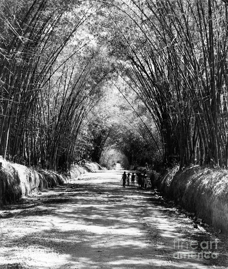 Walking Along Bamboo Avenue Between Middle Quarters And Lacovia, Jamaica, 1954 Photograph by 