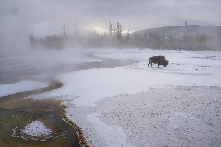 Yellowstone National Park Photograph - Walking Away by Susanne Landolt
