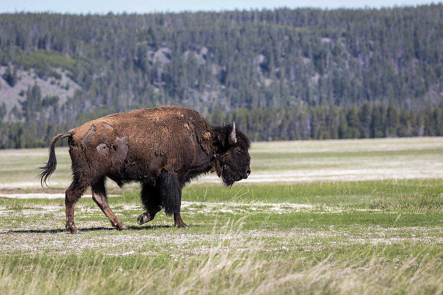 Walking Bison Photograph by Your Nature and Travel Images - Fine Art ...