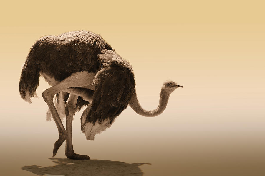 Ostrich Photograph - Walking By by Jimmy Hoffman